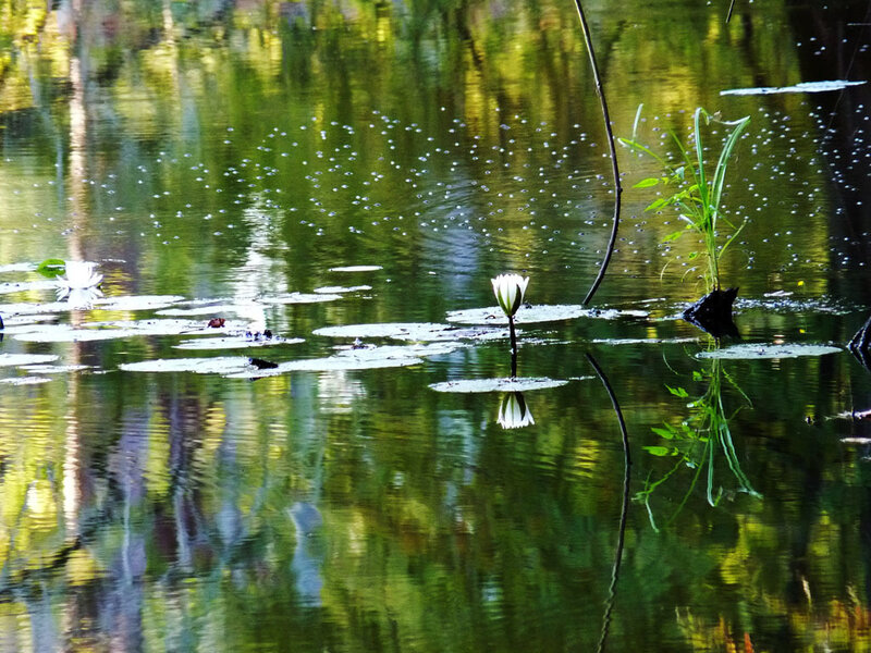 White water lily in a pond