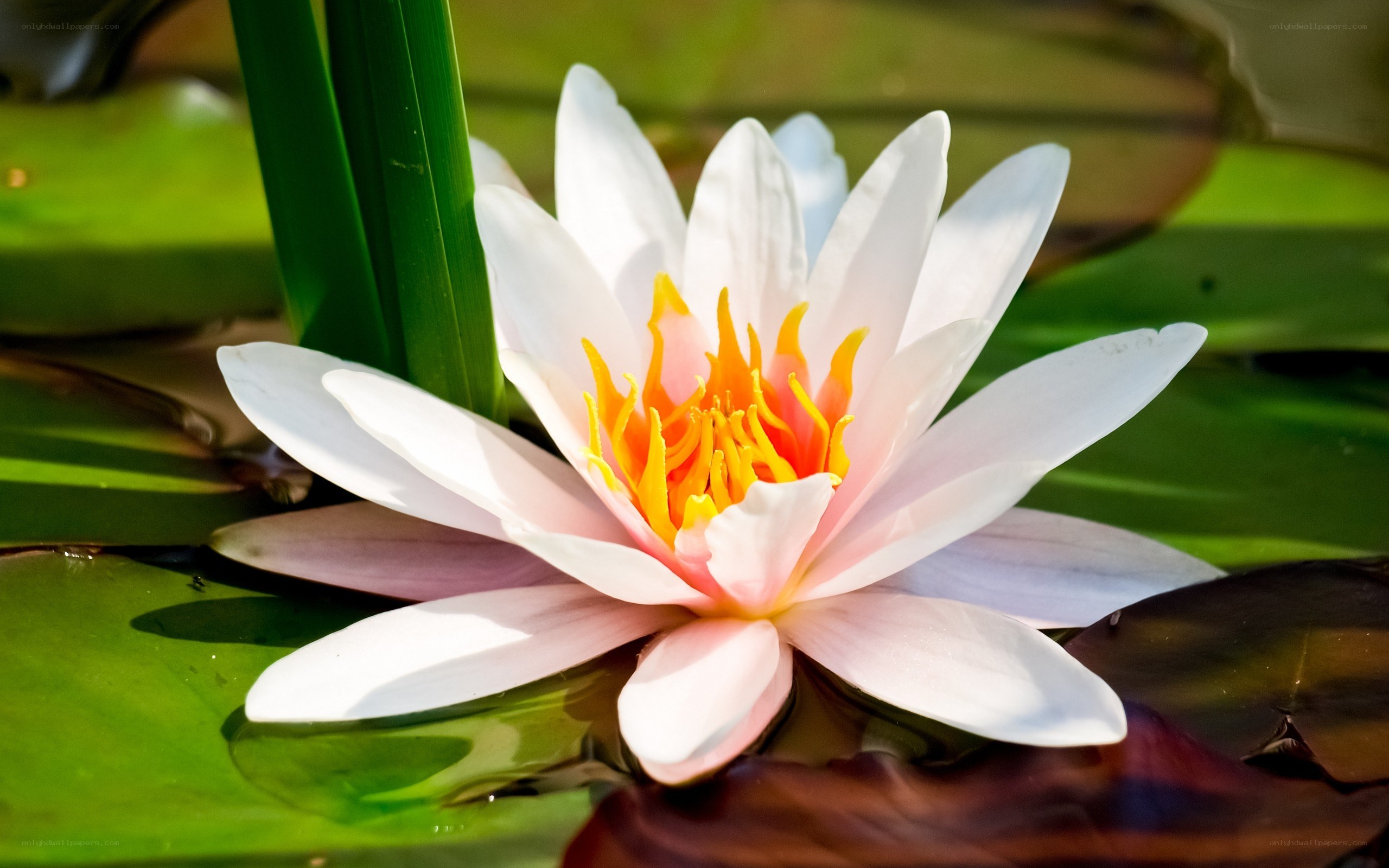 White water lily in bloom