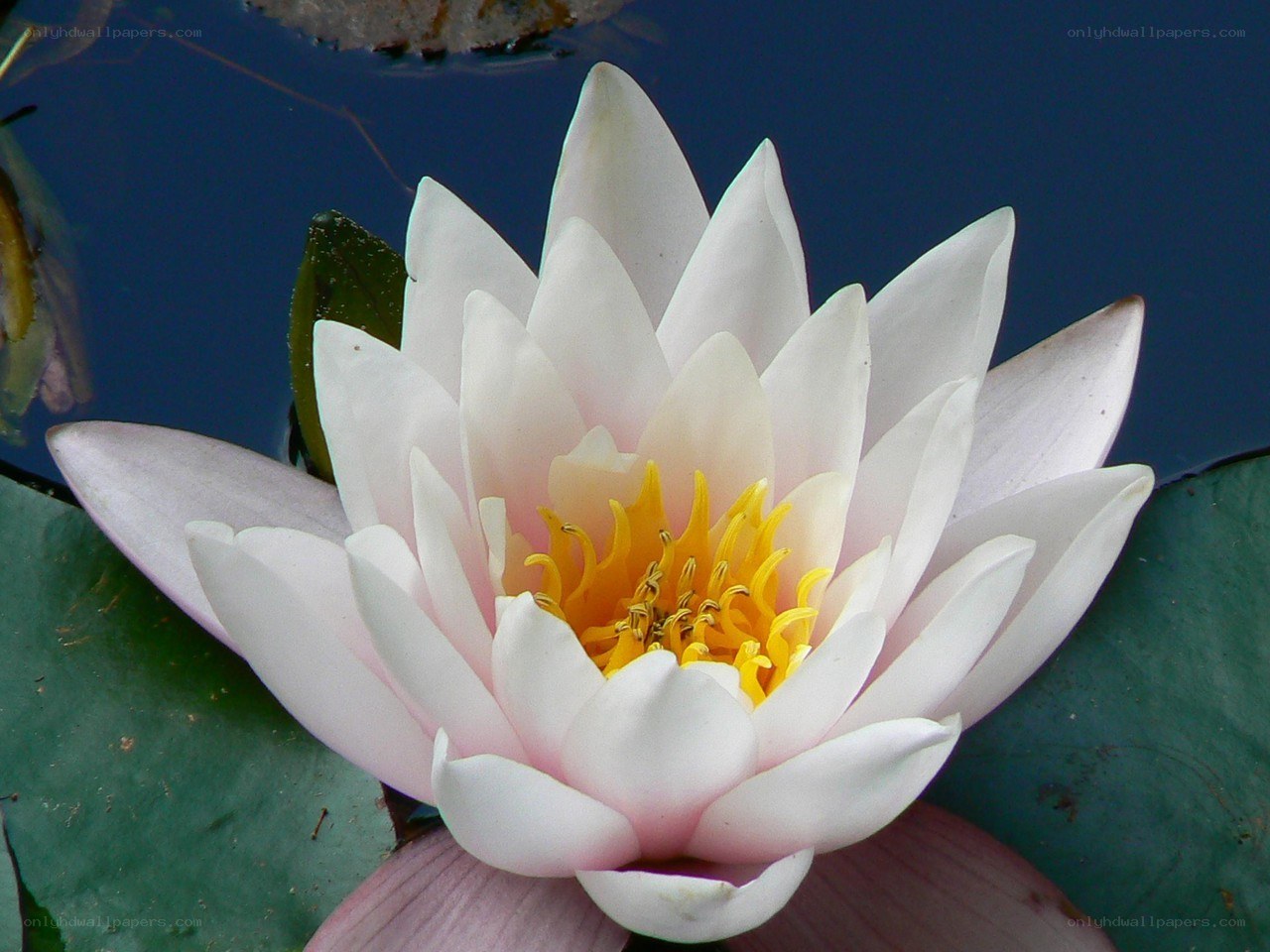 White water lily in bloom