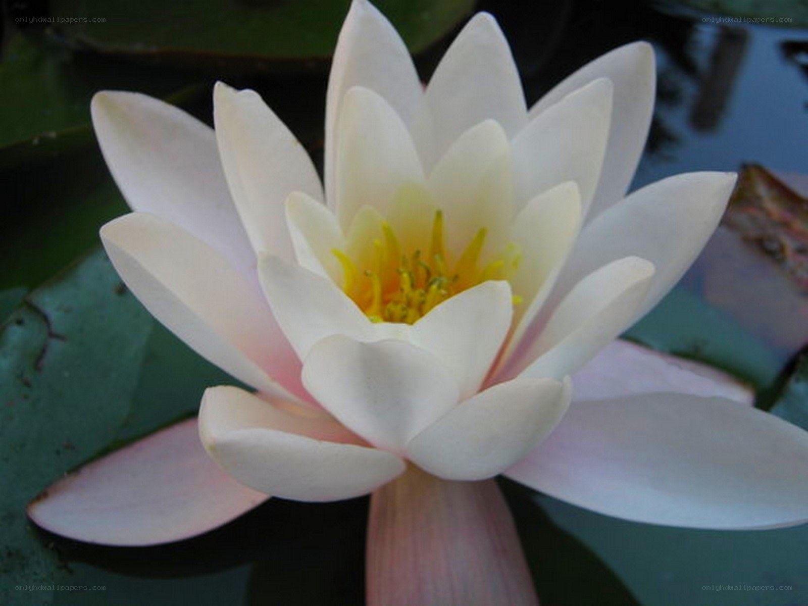 white water lily in bloom