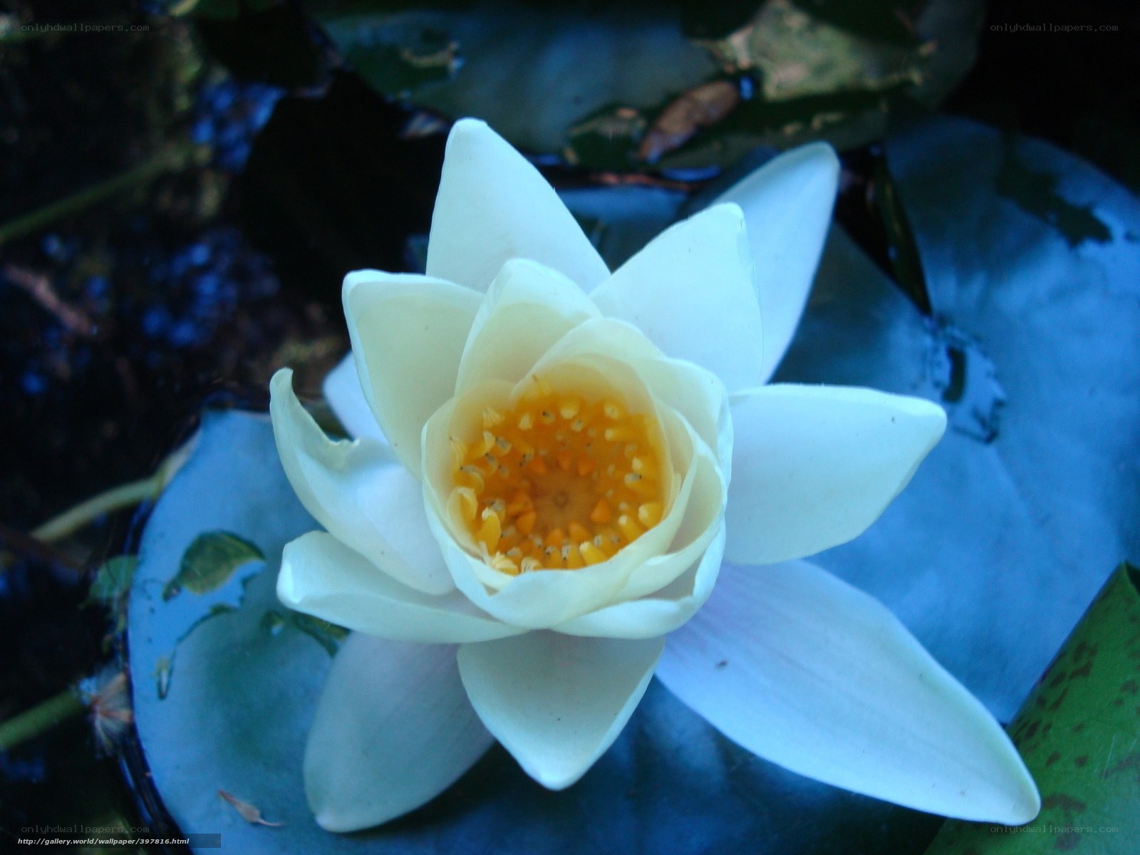 White water lily in bloom