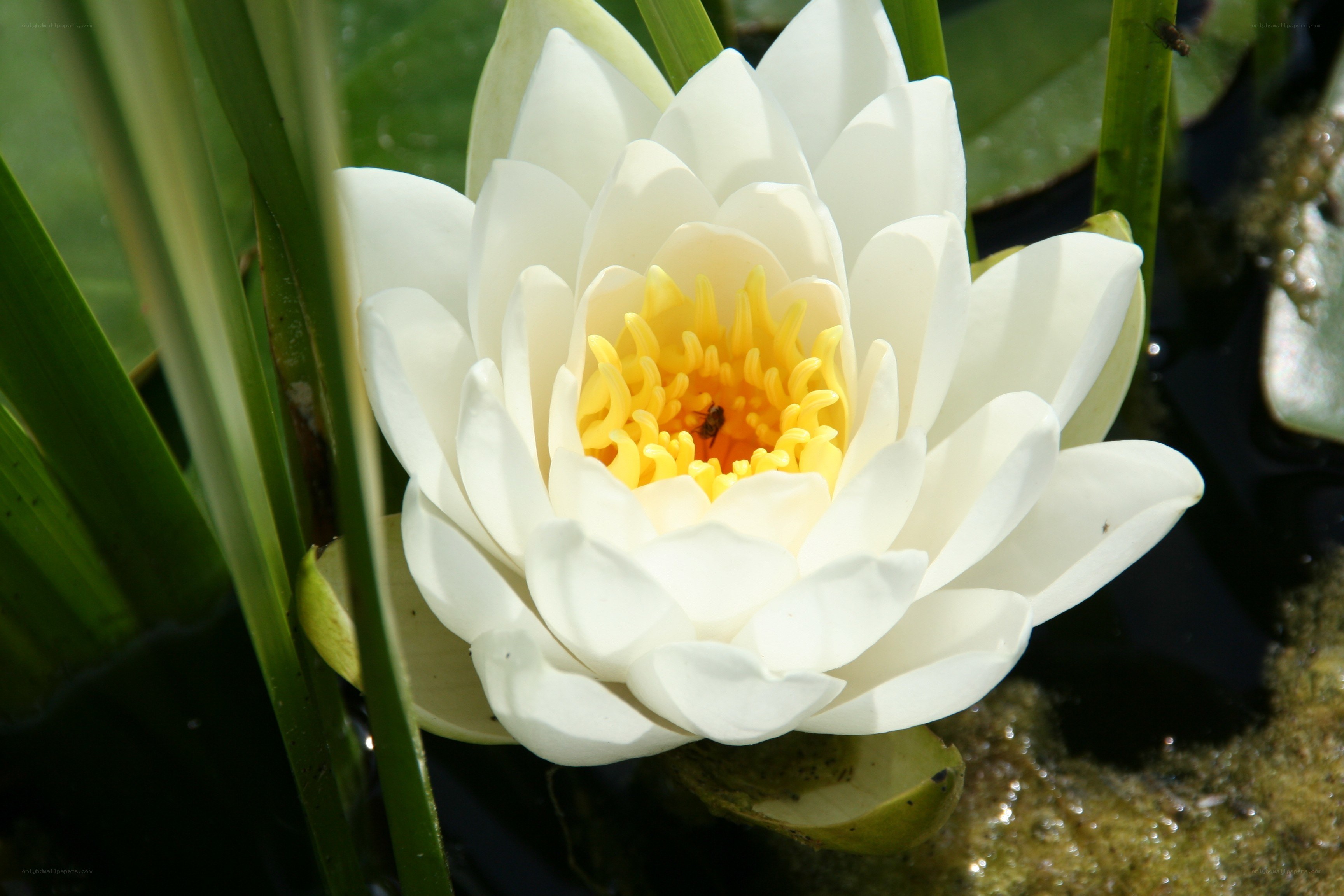 White water lily in bloom