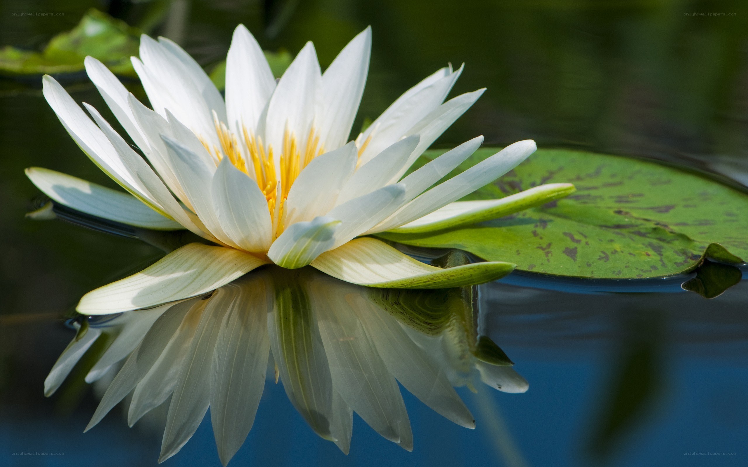 White water lily in bloom