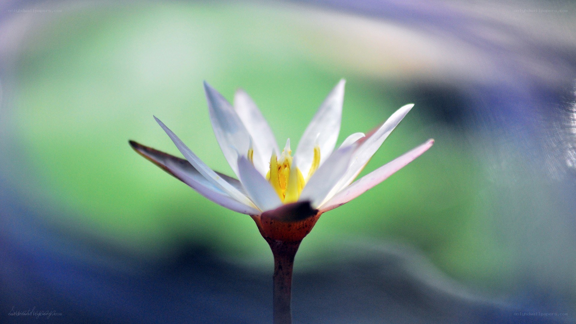 white water lily in bloom