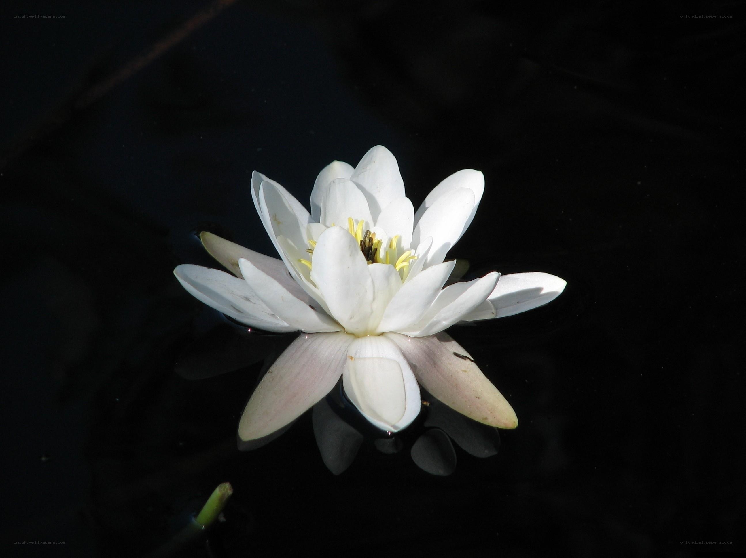 White water lily in dark water