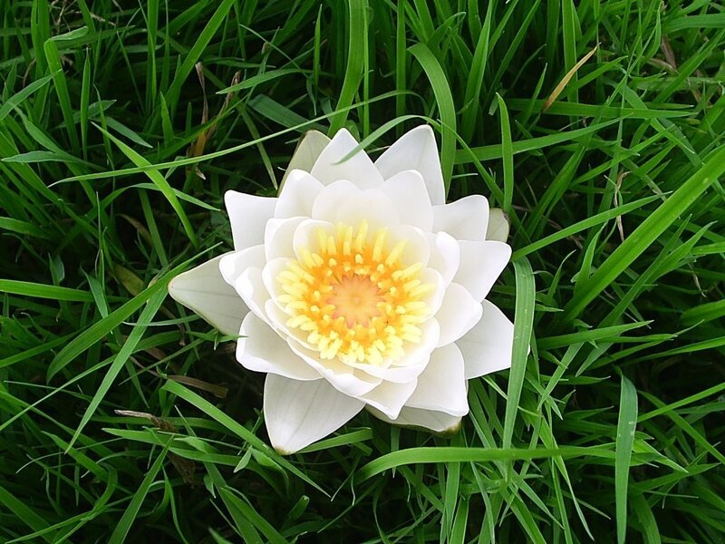 White water lily in grass