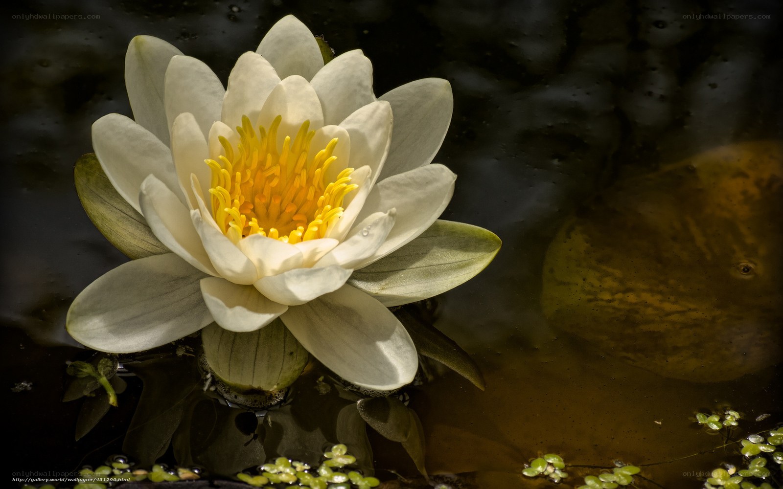 White water lily in pond