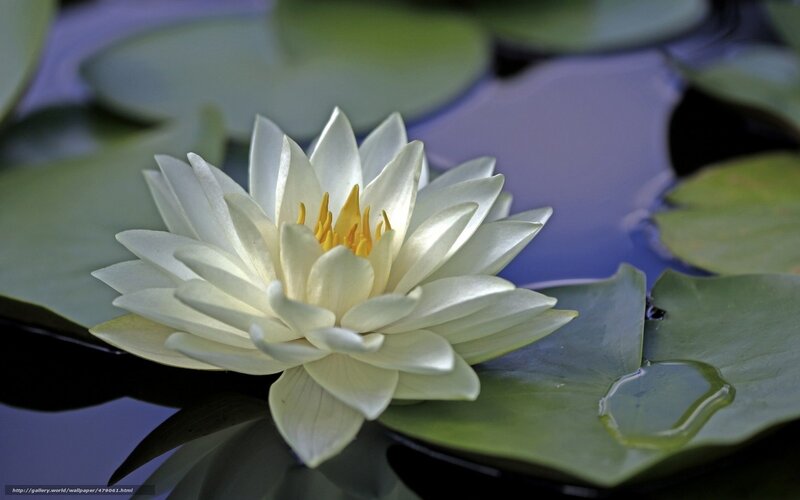 White water lily in pond