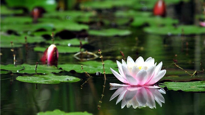 White water lily in pond