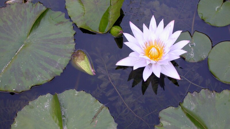 White water lily in pond