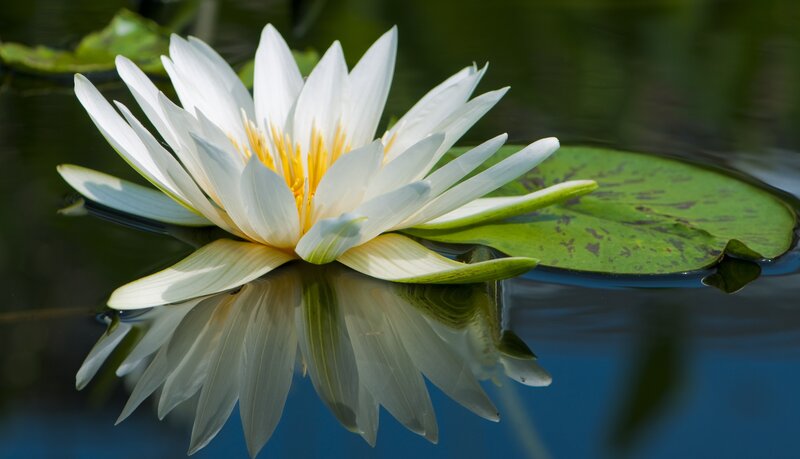White water lily in pond
