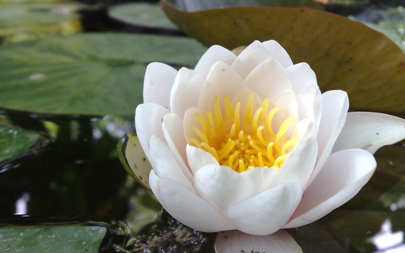 White water lily in pond