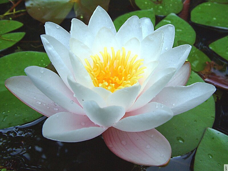 White water lily in pond