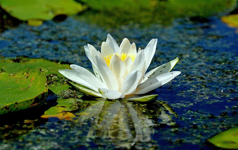 White water lily in pond