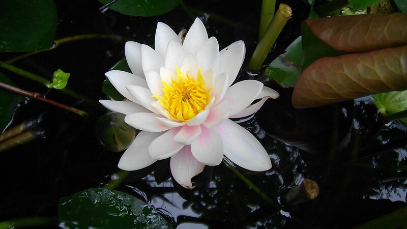 white water lily in pond