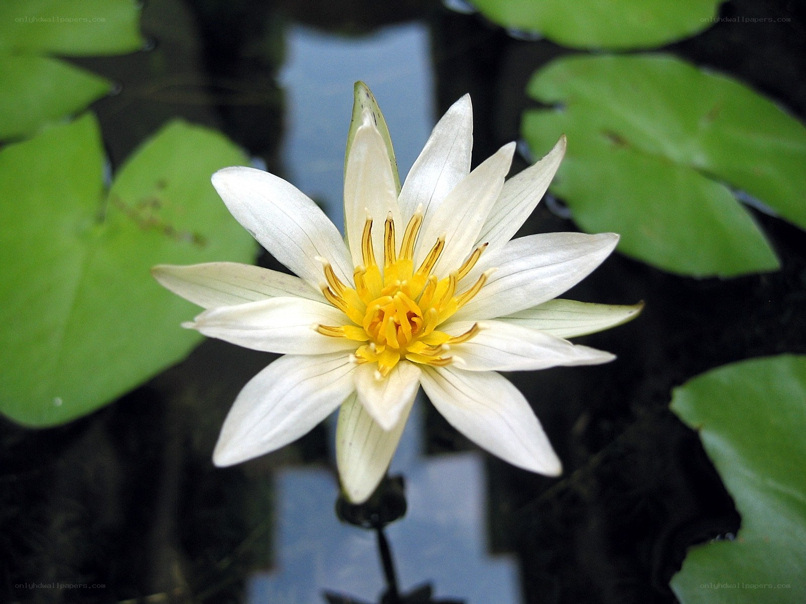 White water lily in pond