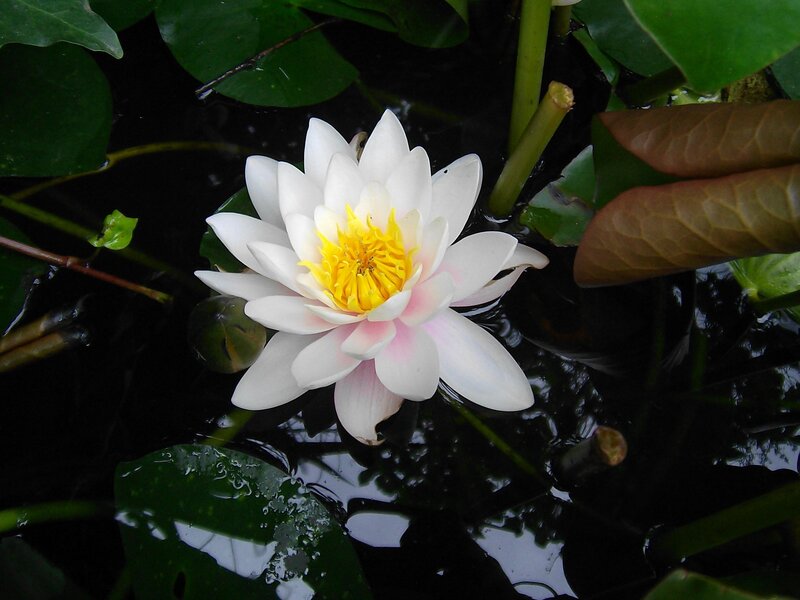 White water lily in pond