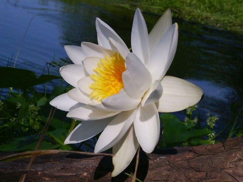 white water lily in pond