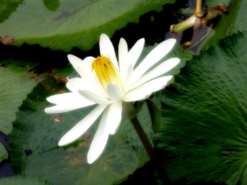 White water lily in pond