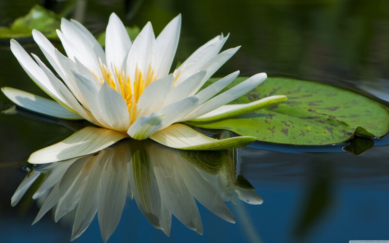 White water lily in pond