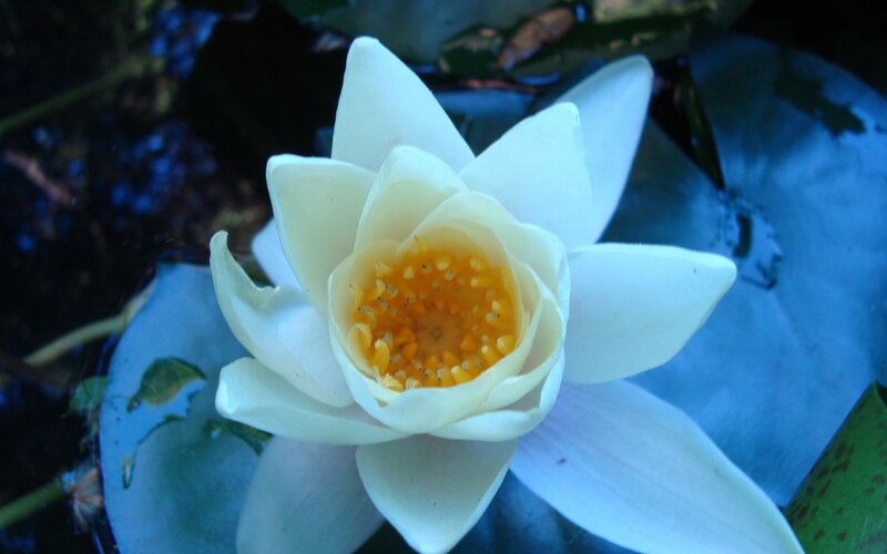 white water lily in pond