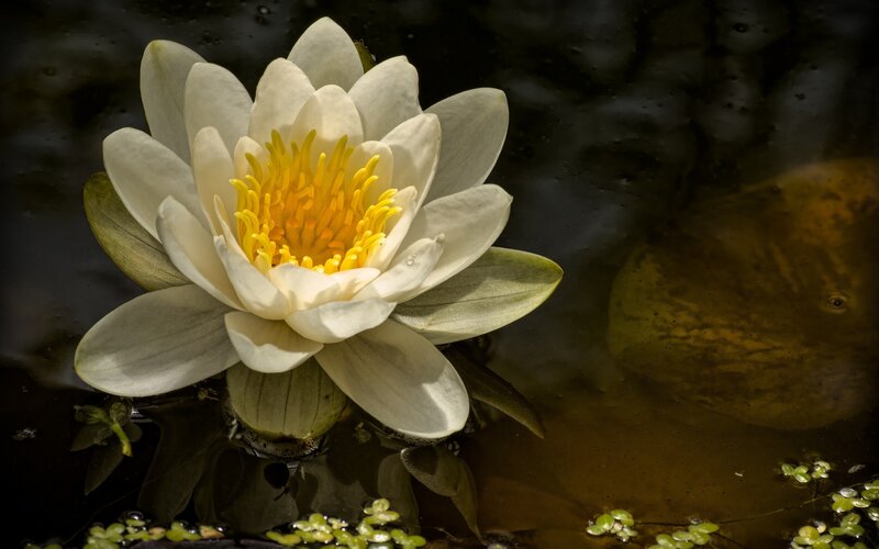 white water lily in pond