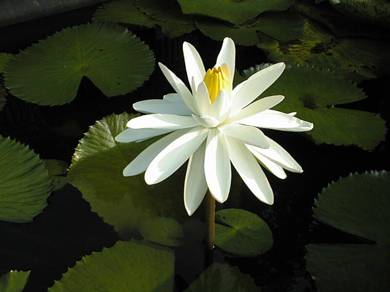White water lily in pond
