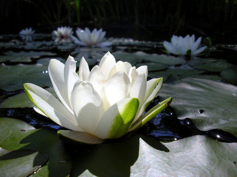 White water lily in pond