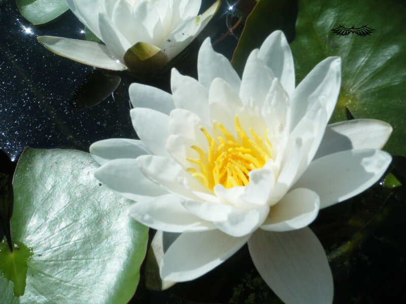 White water lily in pond