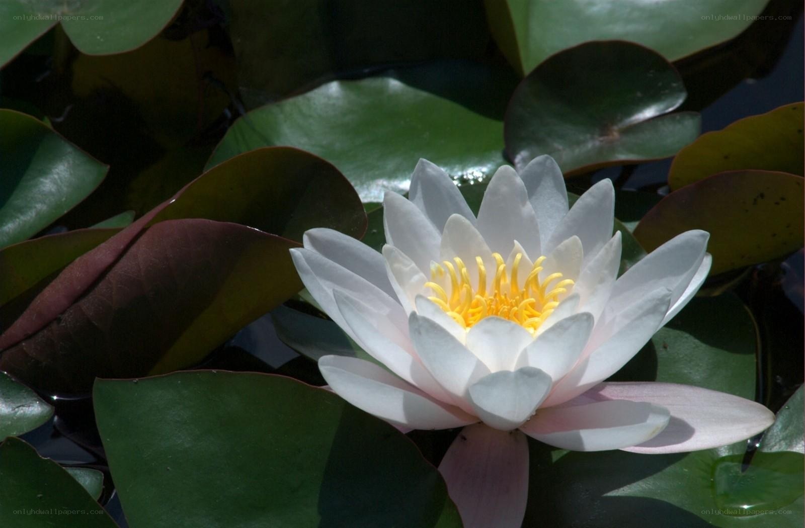 White water lily in pond