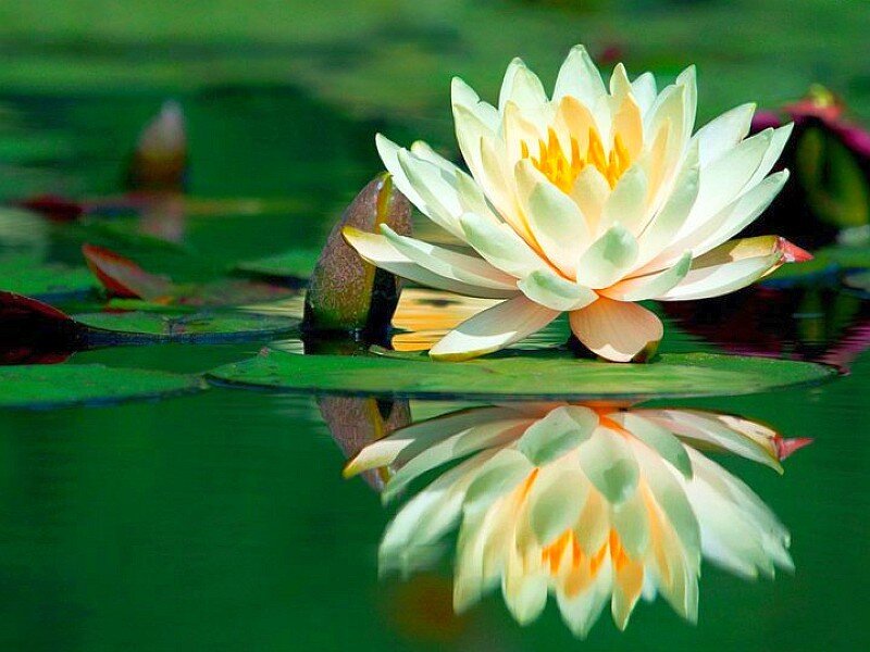 White water lily in pond