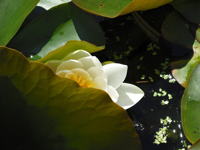 White water lily in pond