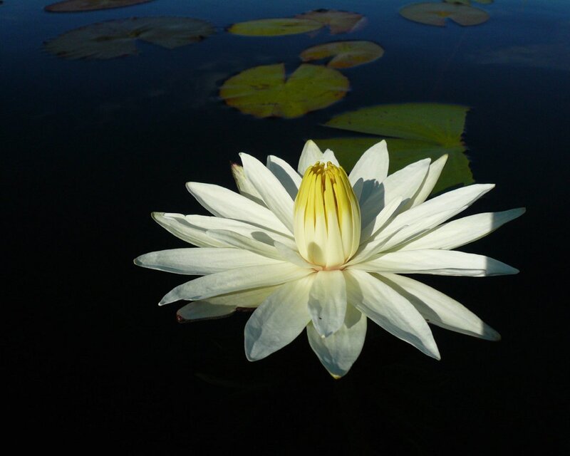 White water lily in pond