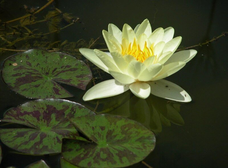 White water lily in pond