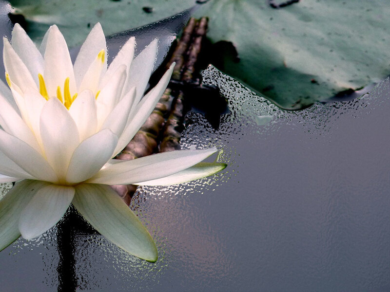 White water lily in pond