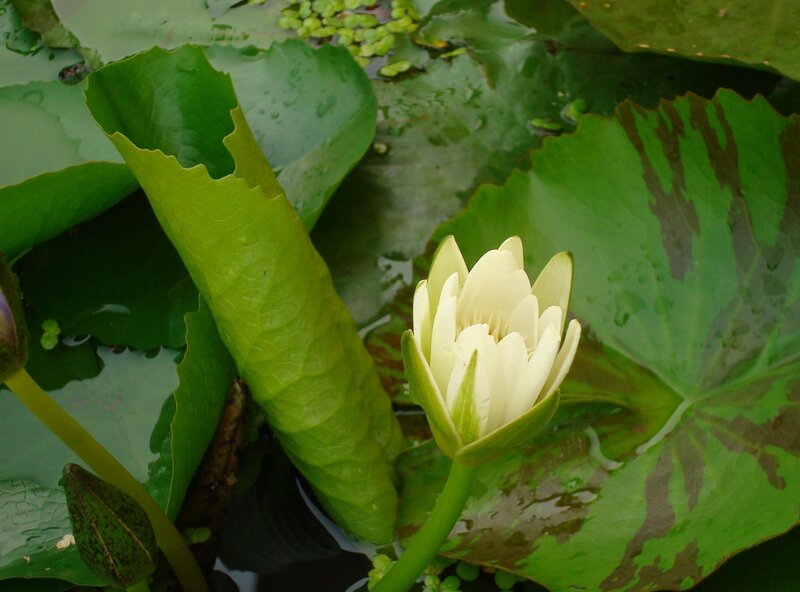 White water lily in pond