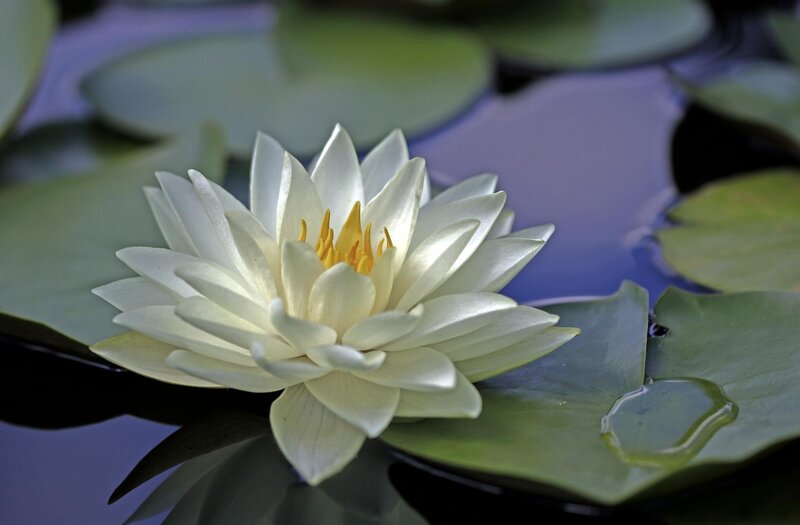 White water lily in pond