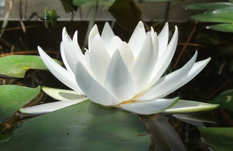 White water lily in pond