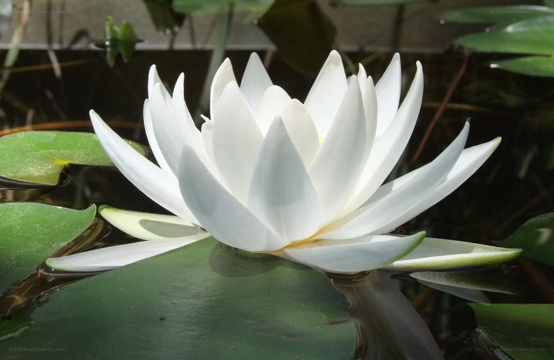 White water lily in pond
