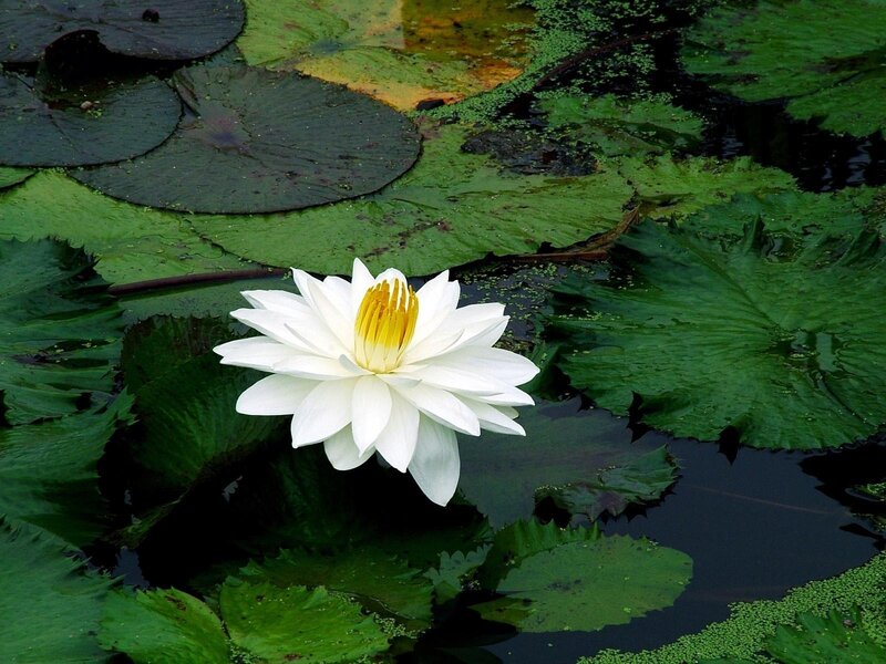 White water lily in pond