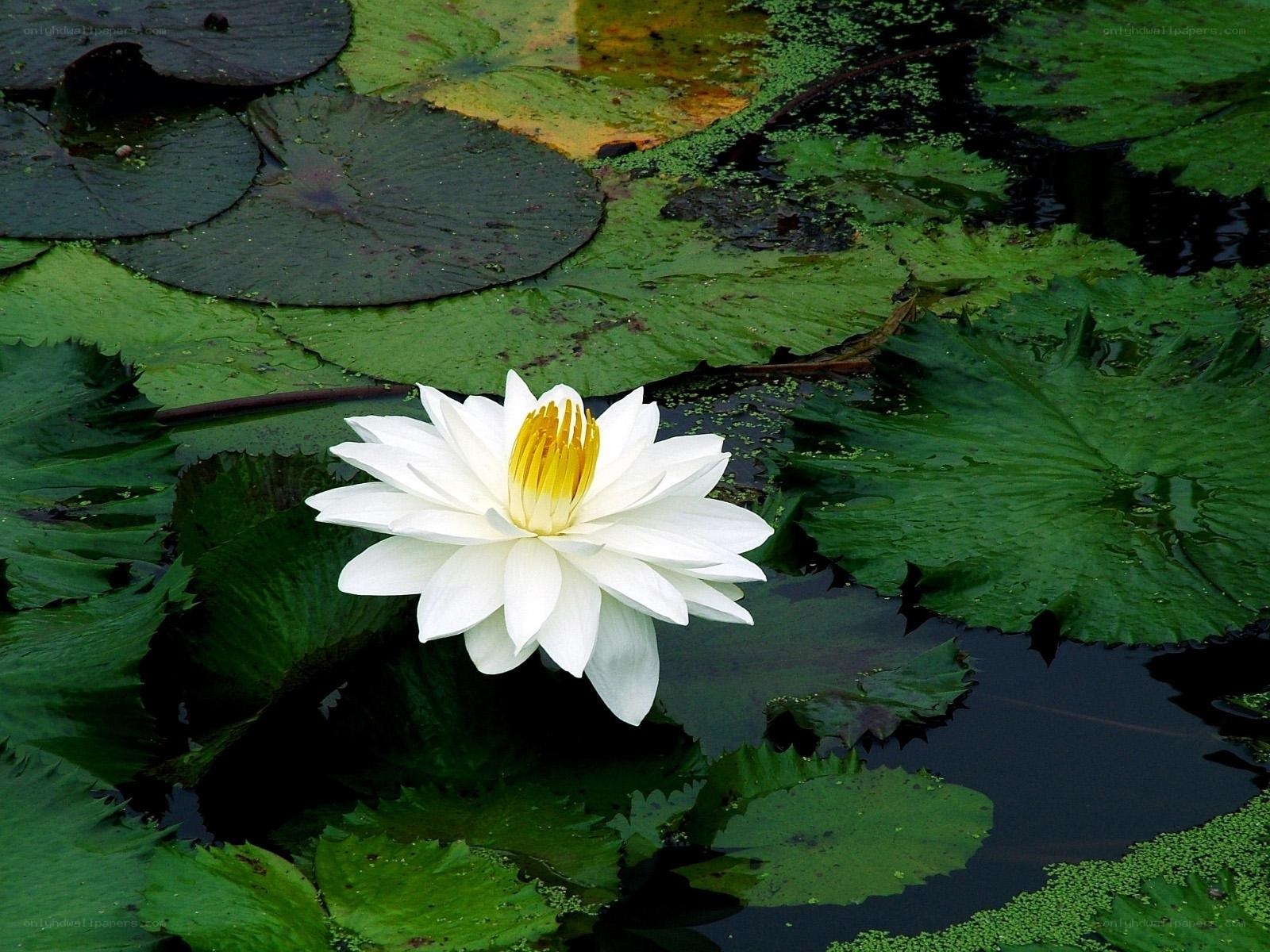 White water lily in pond