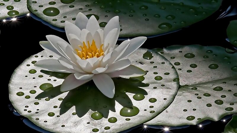 White water lily on a lily pad