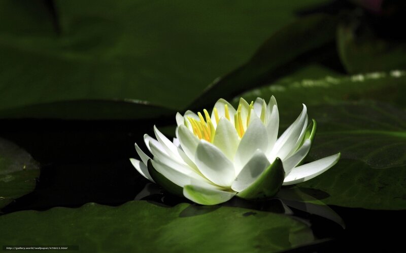 White water lily on a pond