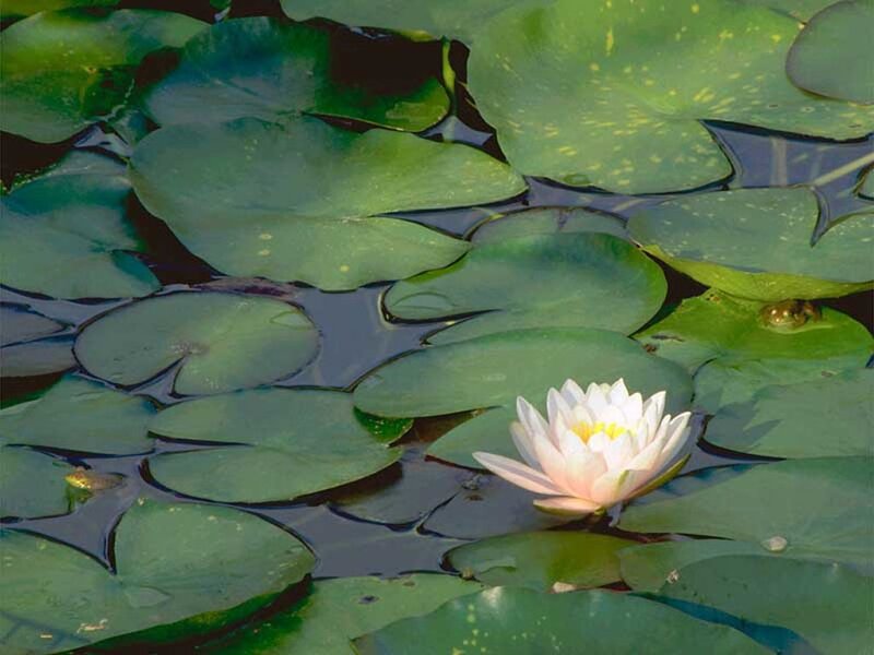White water lily on a pond