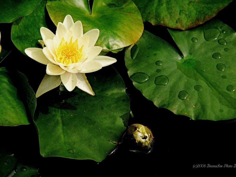 White water lily on a pond