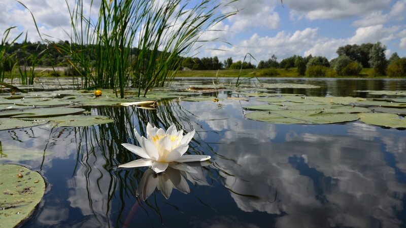 White water lily on a pond