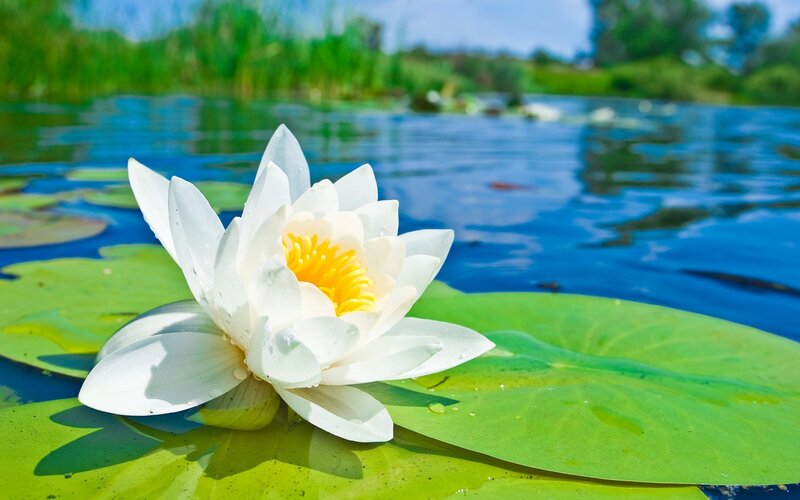 White water lily on a pond