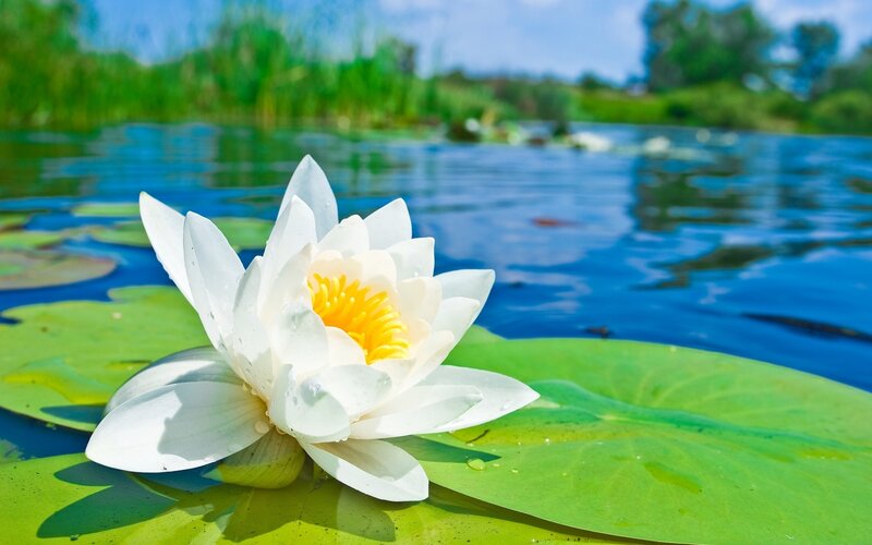 White water lily on a pond