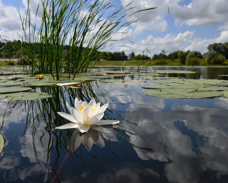 White water lily on a pond