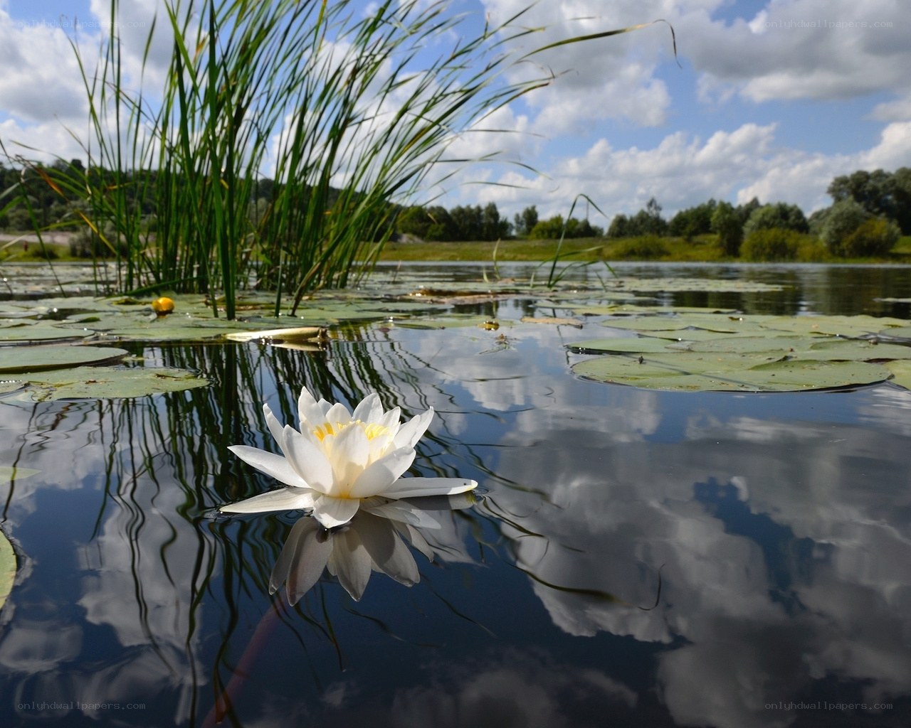 White water lily on a pond
